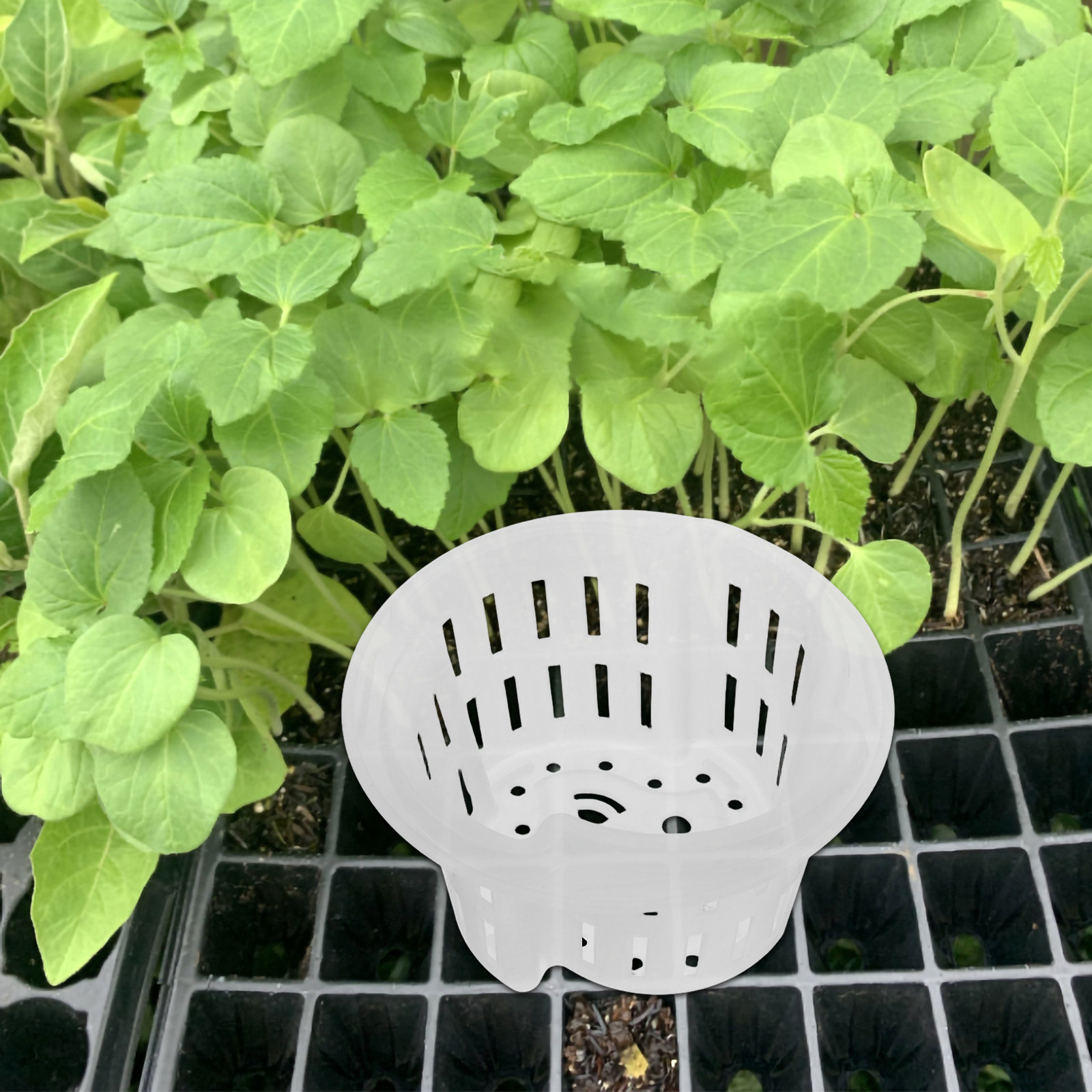 4Pcs Hydroponic Vegetable Cult - Plant Pot review and price