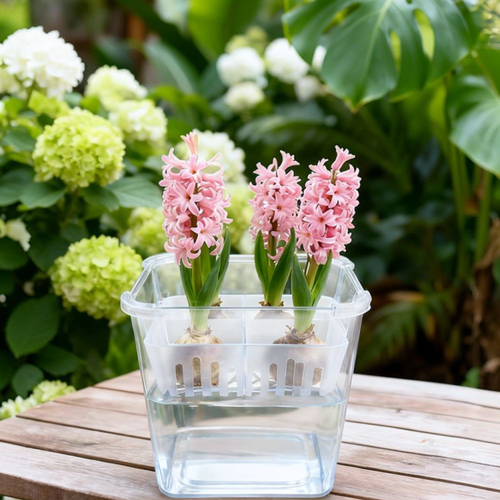 Hydroponic Vase For Tulip Lily - Plant Pot review and price