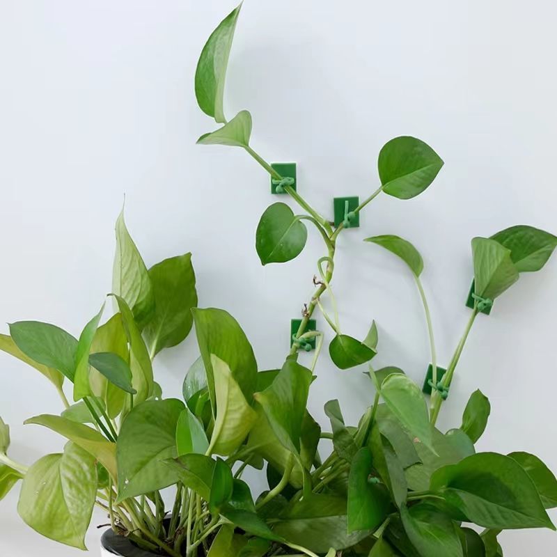 Self‑Adhesive Plant Climbing W - Indoor Herb Garden review and price