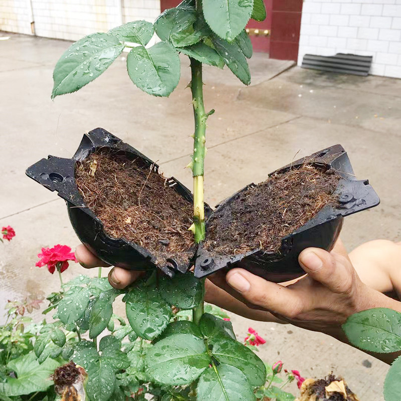 Plant Rooting Ball Propagation - Seed Starter Tray review and price
