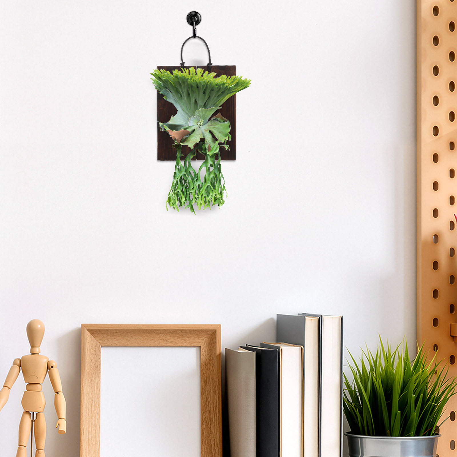 Staghorn Fern Mounting Board C - Vertical Planter review and price